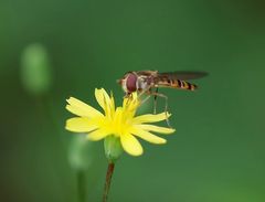 Hain-Schwebfliege - Weibchen