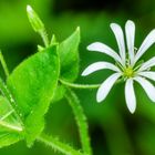 Hain-Sternmiere (Stellaria nemorum)