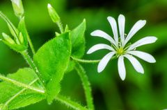 Hain-Sternmiere (Stellaria nemorum)