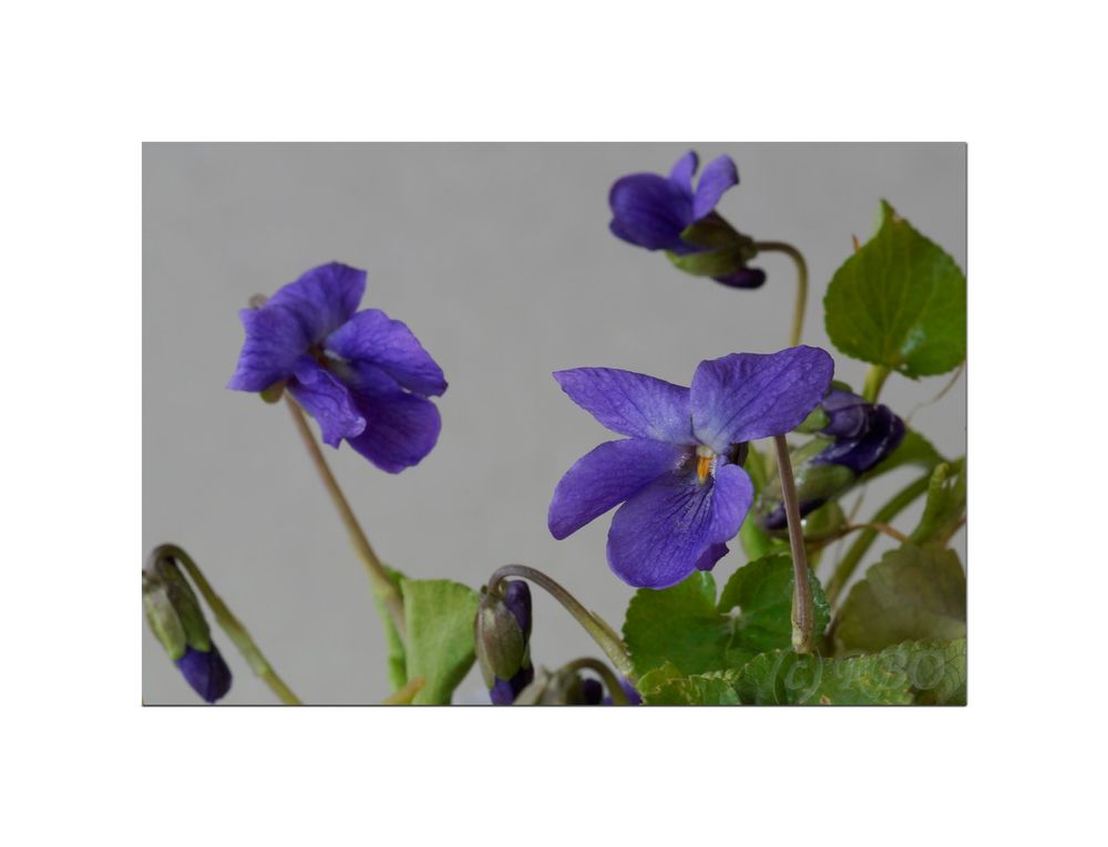 HainVeilchen Foto & Bild pflanzen, pilze & flechten, blüten