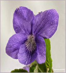 hain-veilchen (Viola riviniana) ....