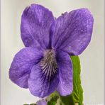 hain-veilchen (Viola riviniana) ....