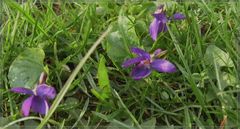 Hain-Veilchen (Viola riviniana) in der Wiese