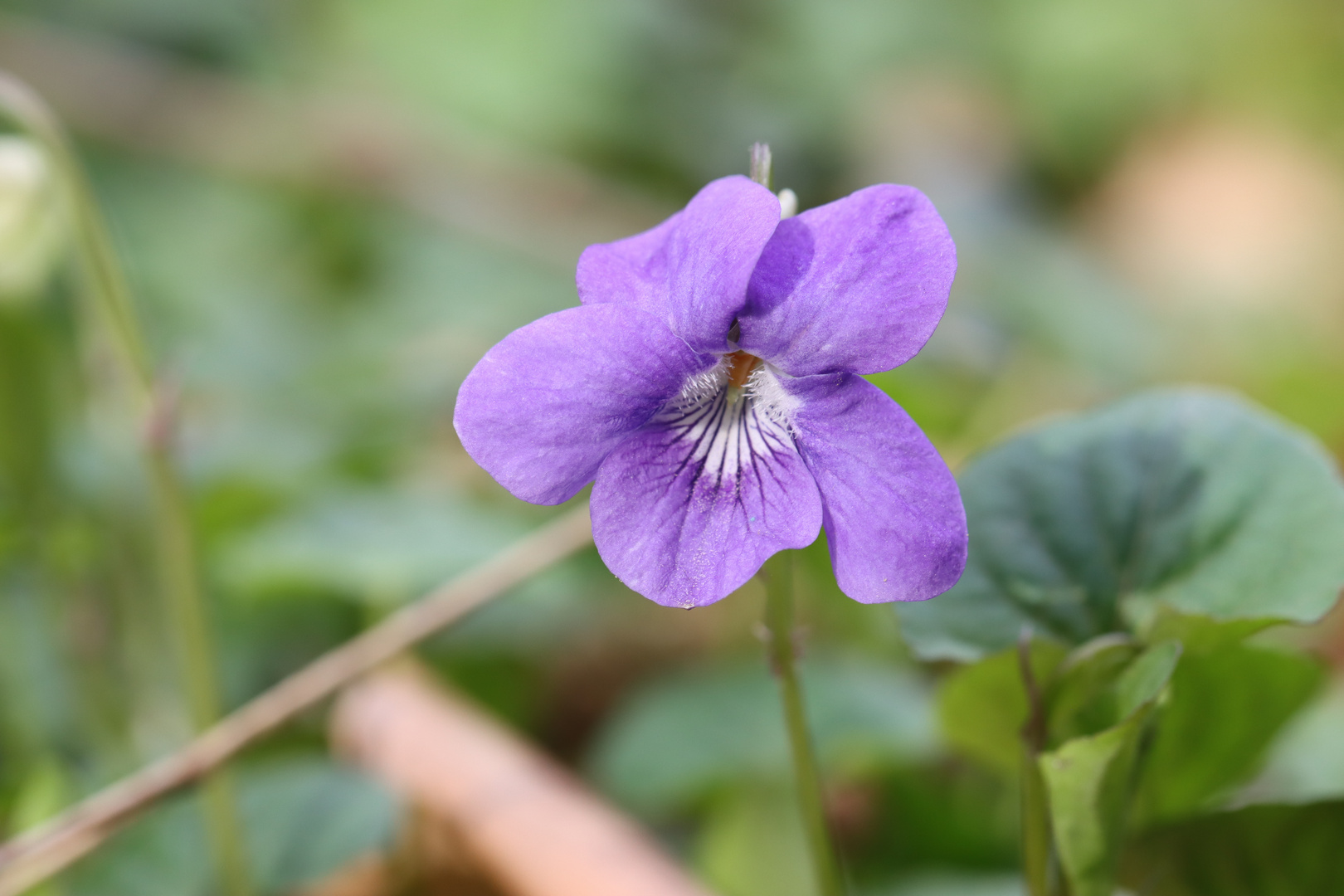 Hain-Veilchen,Viola riviniana