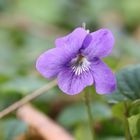 Hain-Veilchen,Viola riviniana