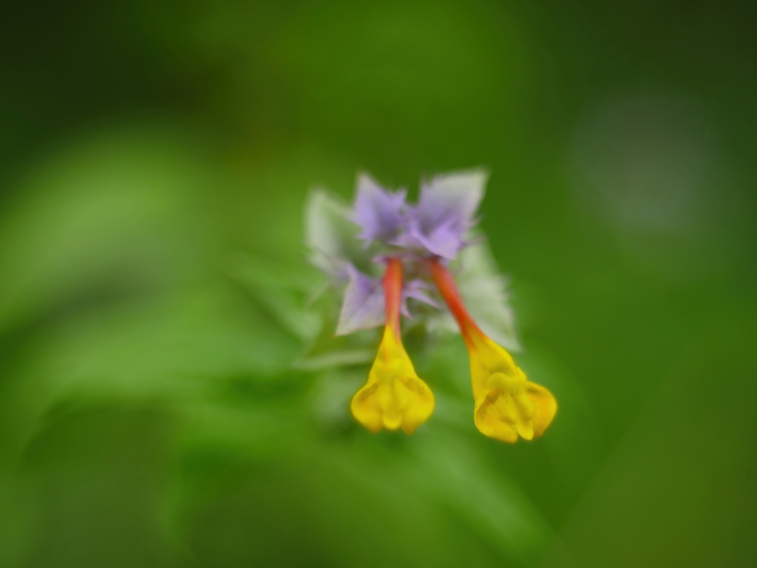  Hain-Wachtelweizen (Melampyrum nemorosum)