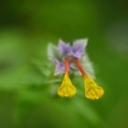  Hain-Wachtelweizen (Melampyrum nemorosum)