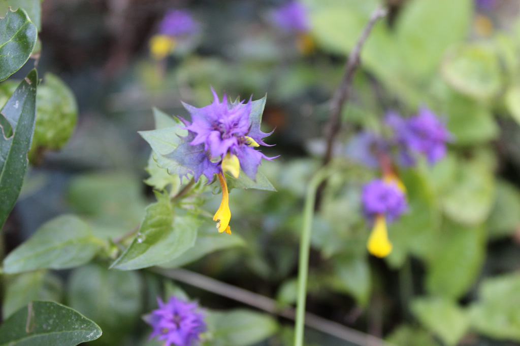 Hain-Wachtelweizen (Melampyrum nemorosum) 