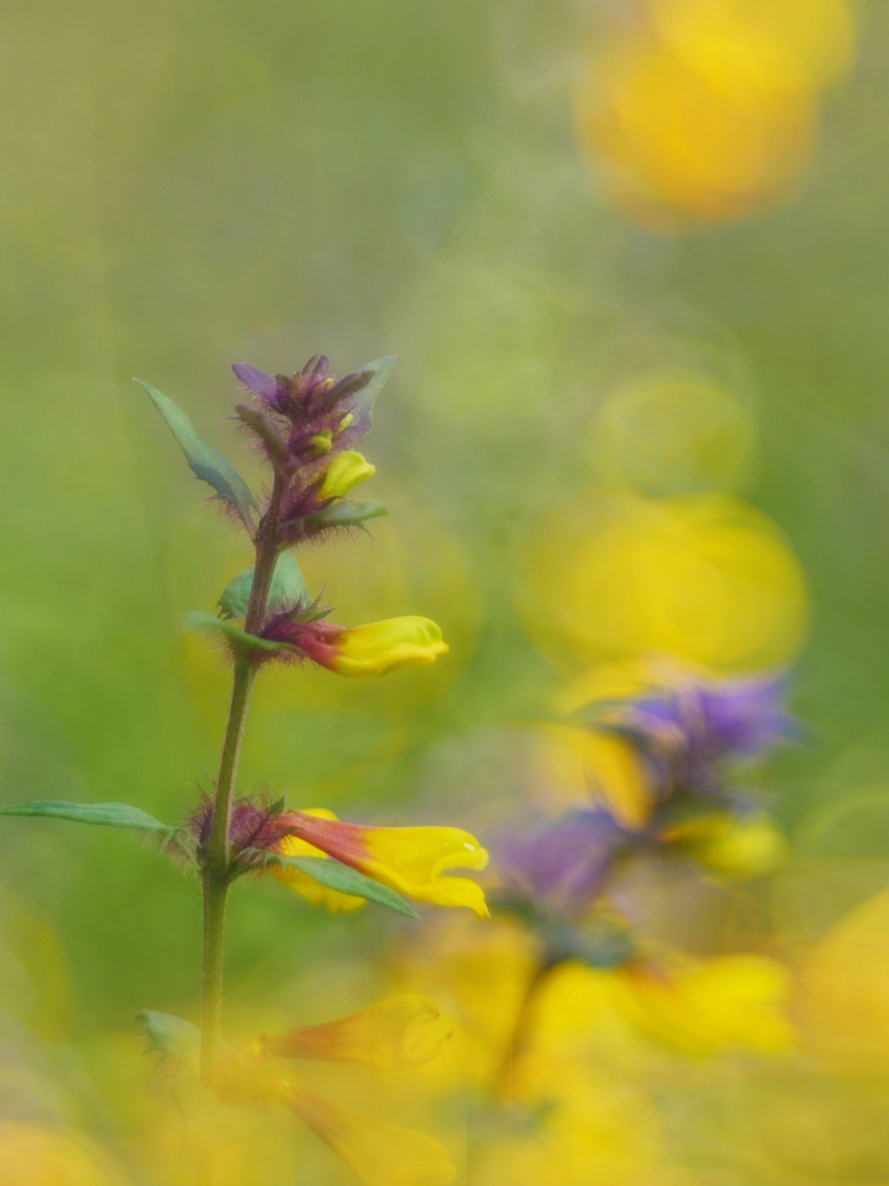 Hain-Wachtelweizen (Melampyrum nemorosum)