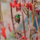 hainan nektarvogel (aethopyga christinae).....