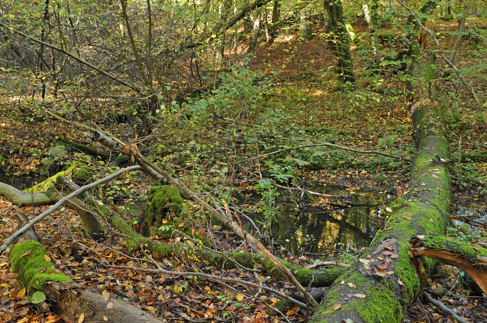 Hainbachtal: Ein Urwäldchen für Städter 01