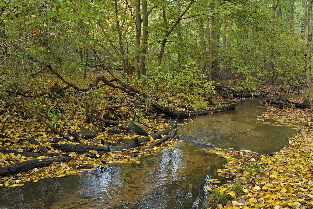 Hainbachtal: Ein Urwäldchen für Städter 02