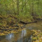 Hainbachtal: Ein Urwäldchen für Städter 02