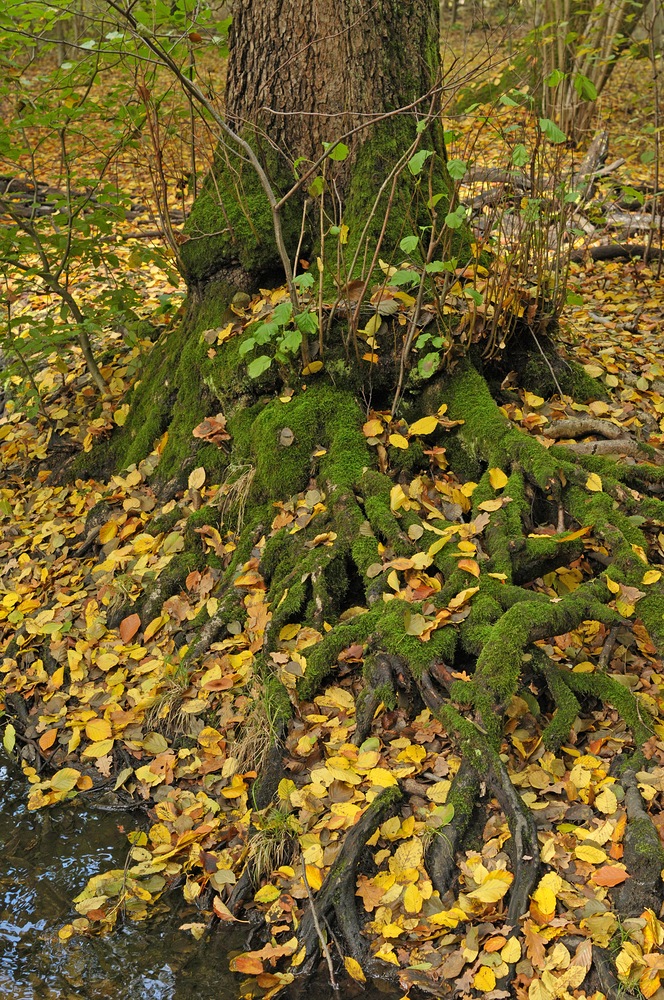  Hainbachtal: Ein Urwäldchen für Städter 03