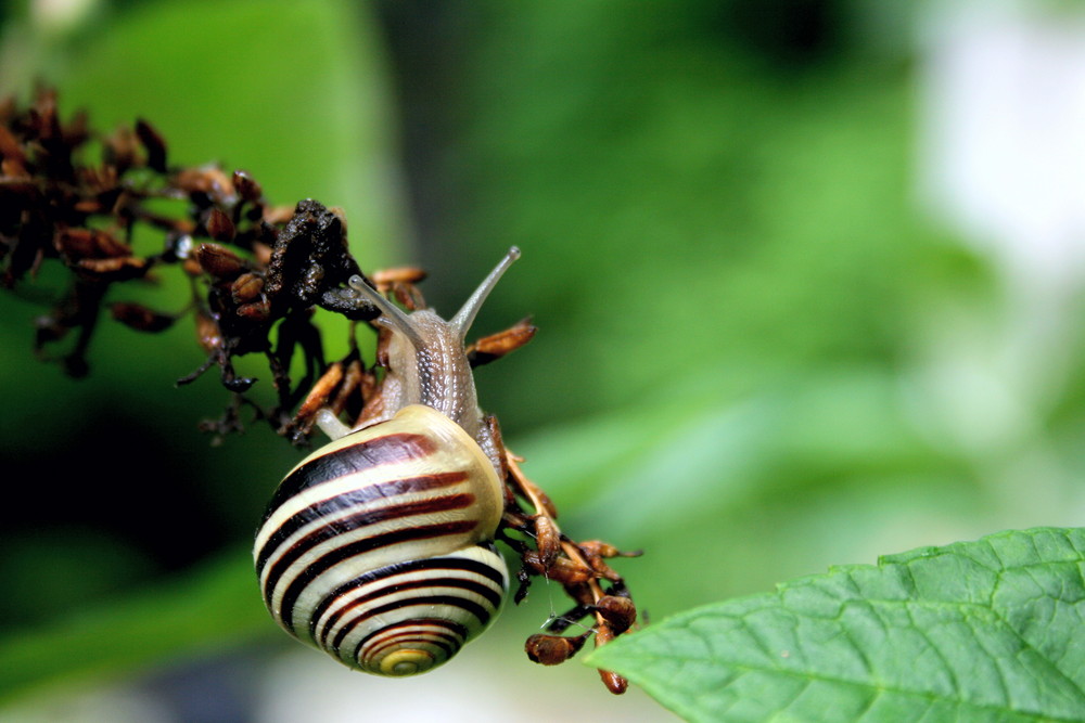 Hainbänderschnecke