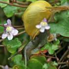 Hainbänderschnecke