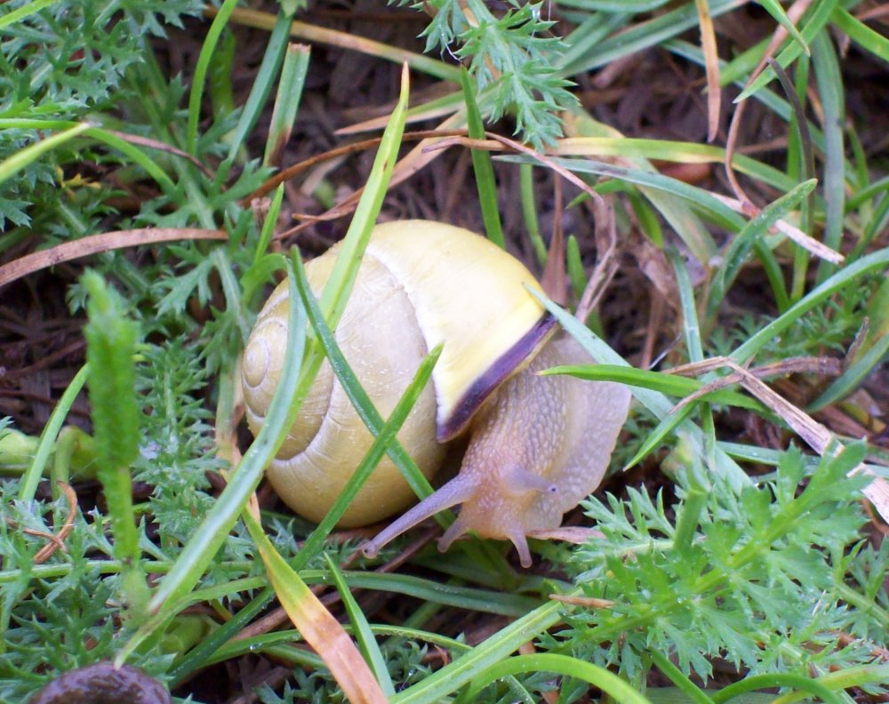 Hainbänderschnecke (Cepaea nemoralis)