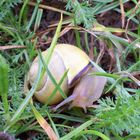 Hainbänderschnecke (Cepaea nemoralis)