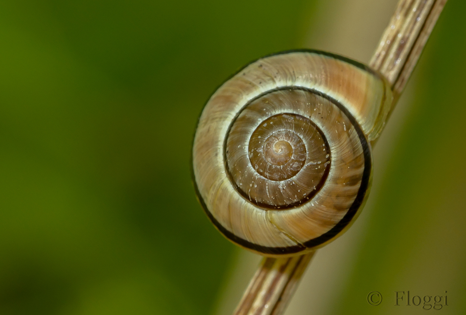 Hainbänderschnecke