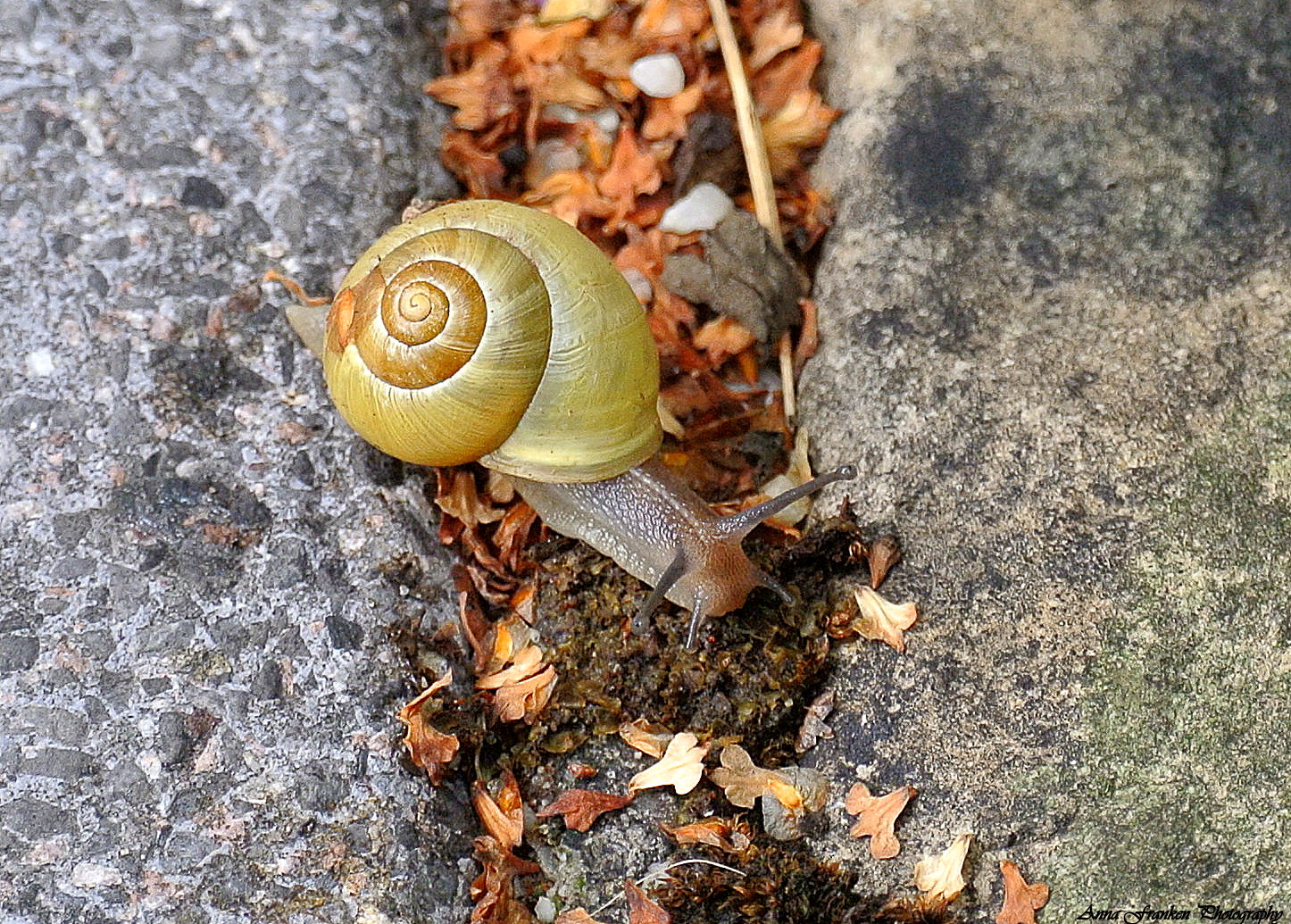 Hainbänderschnecke on Tour