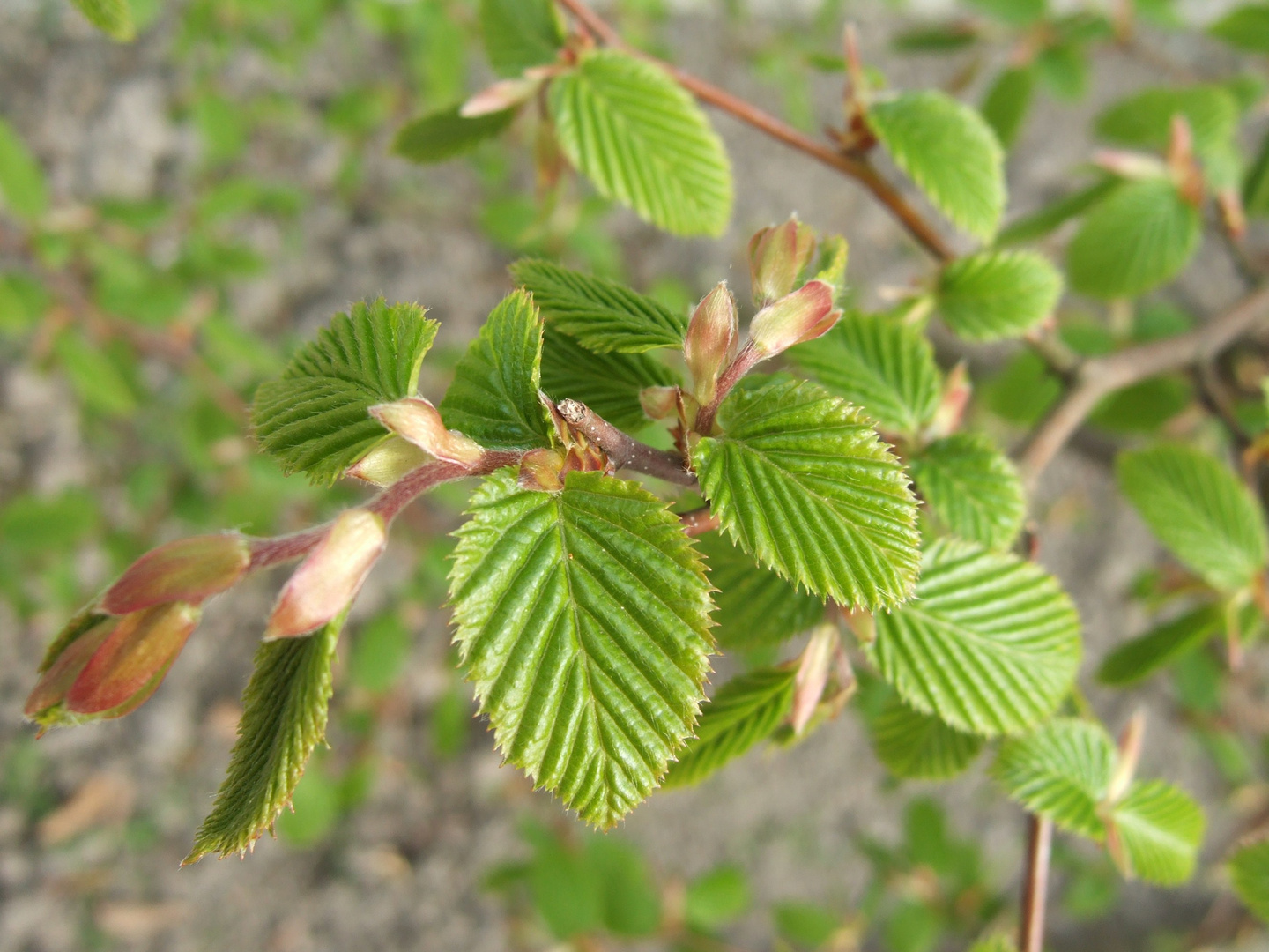 Hainbuche