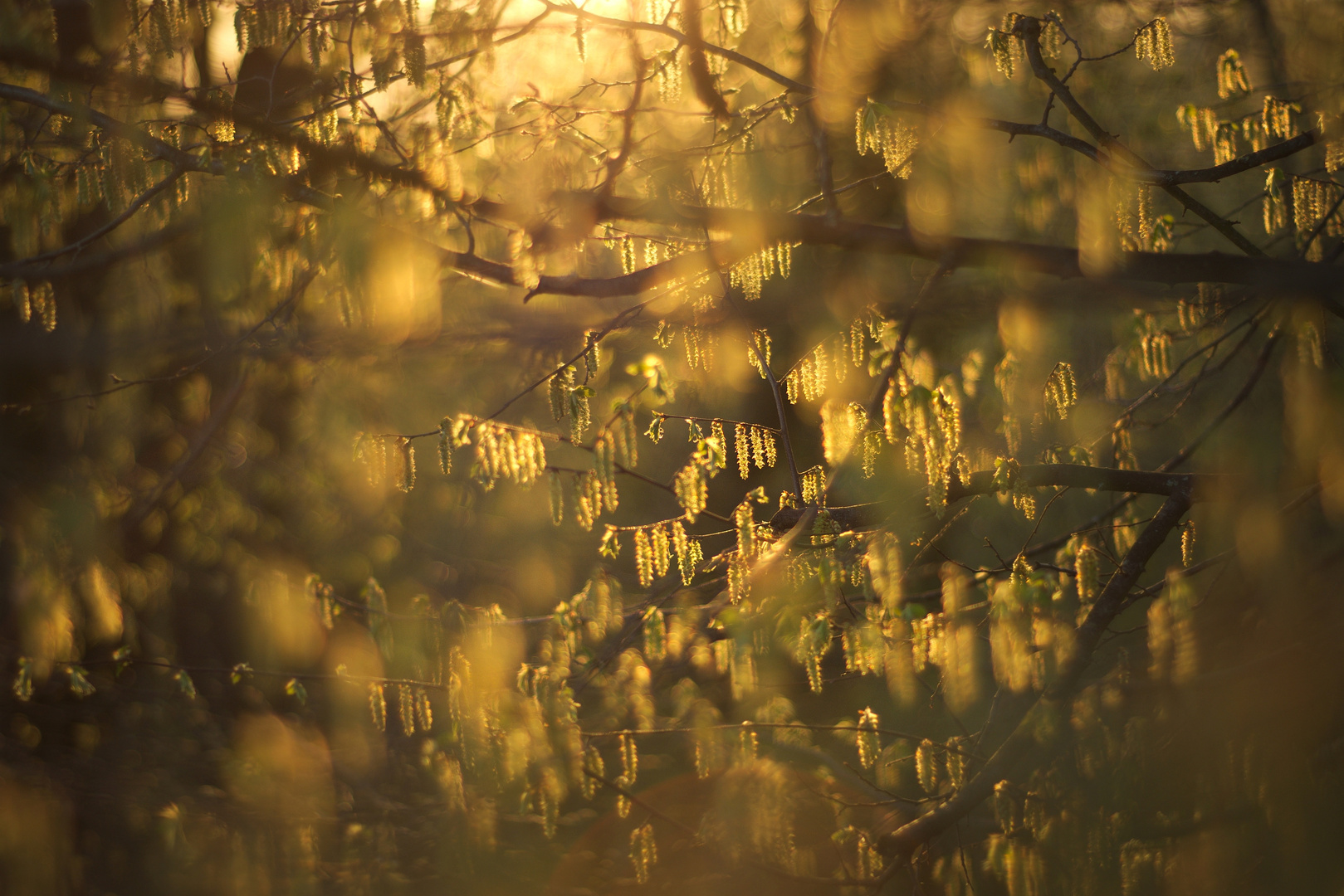 Hainbuche im Abendlicht