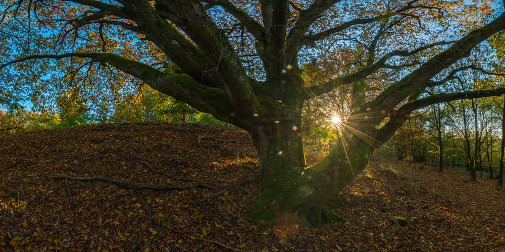 Hainbuche im Gegenlicht 