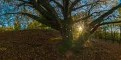 Hainbuche im Gegenlicht 