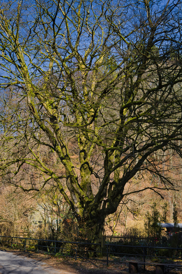 Hainbuche im Hammertal