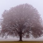 Hainbuche im Nebel