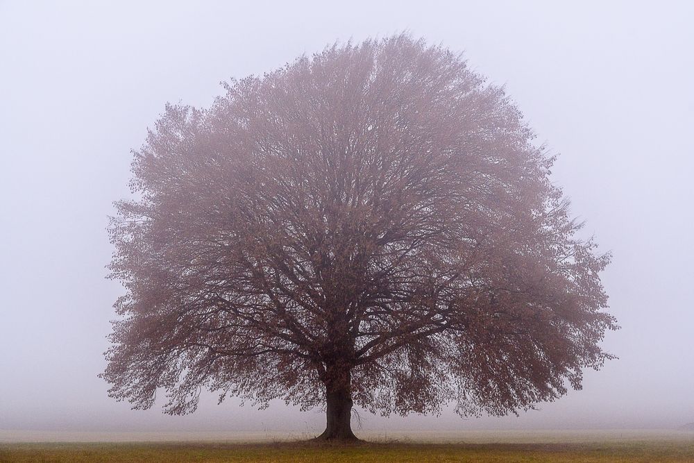 Hainbuche im Nebel