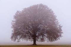 Hainbuche im Nebel