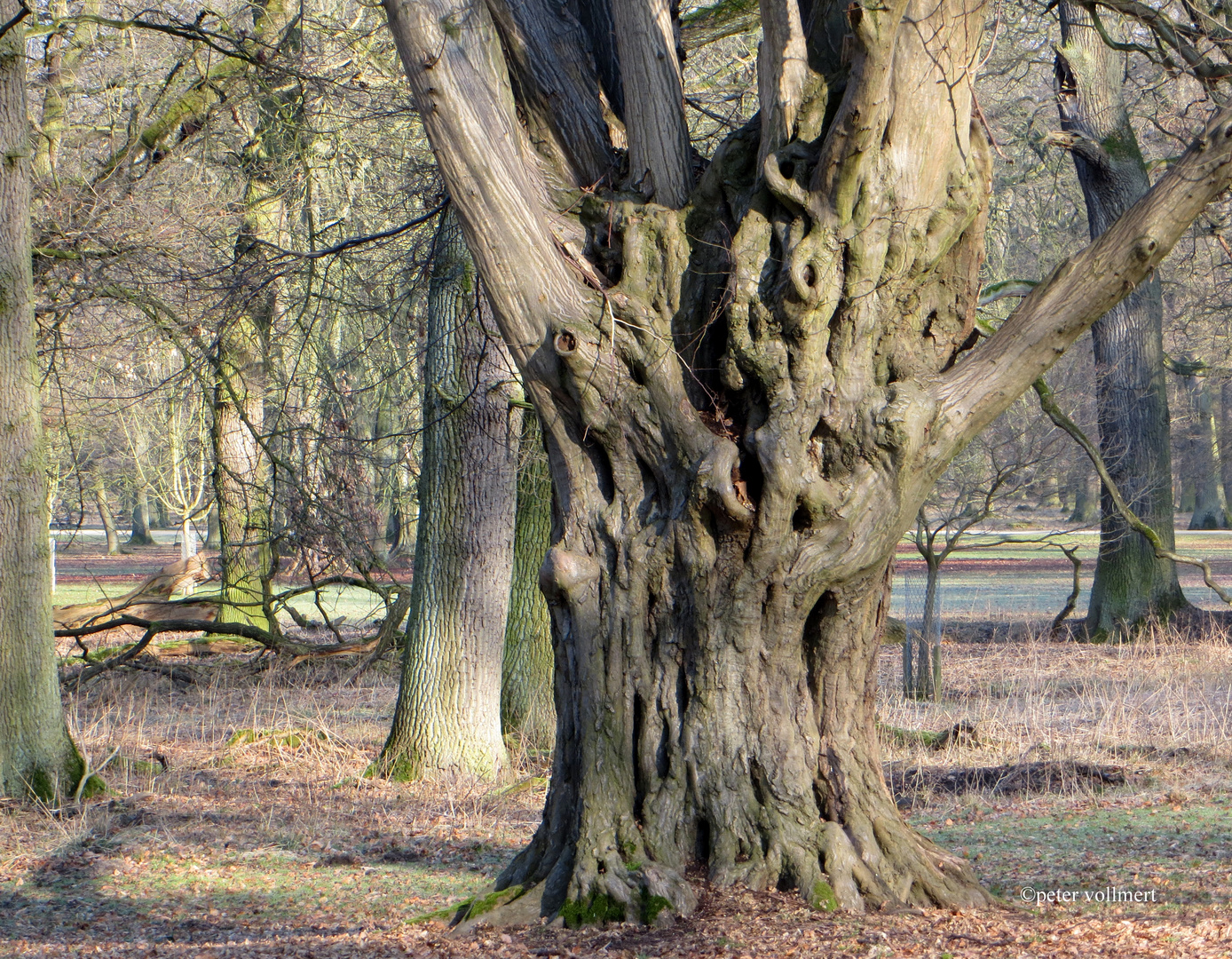 Hainbuche im Tiergarten Hannover