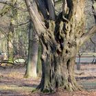 Hainbuche im Tiergarten Hannover