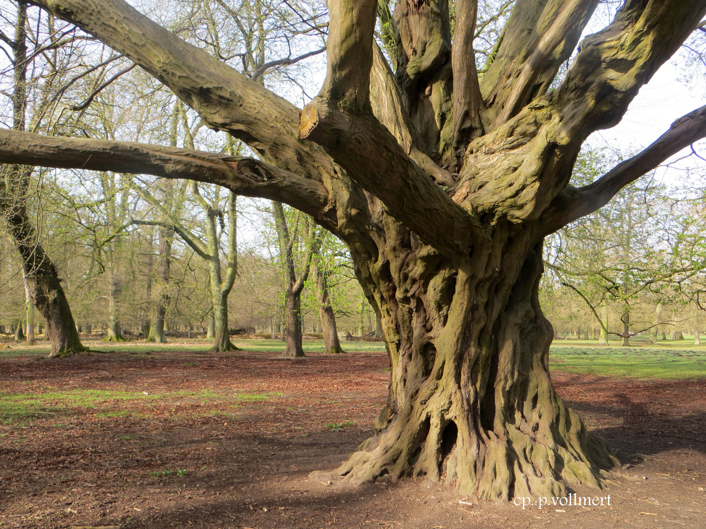 Hainbuche im Tiergarten Hannover