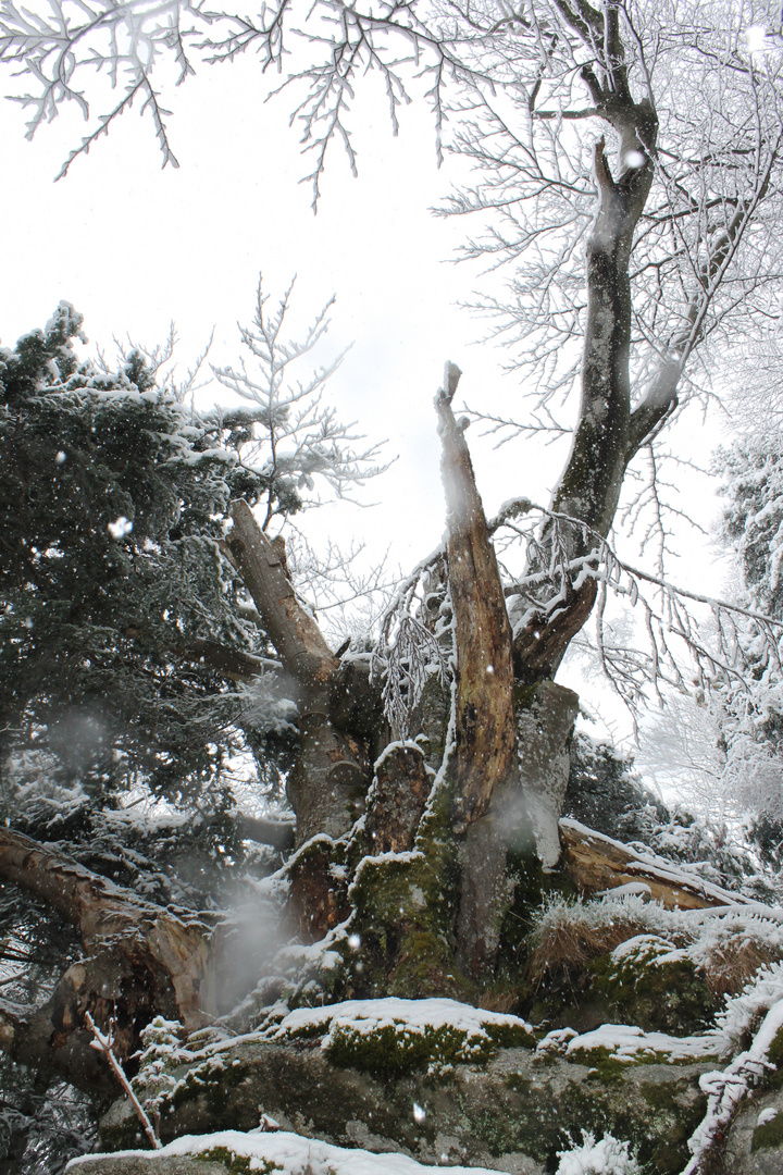 Hainbuche im Winter