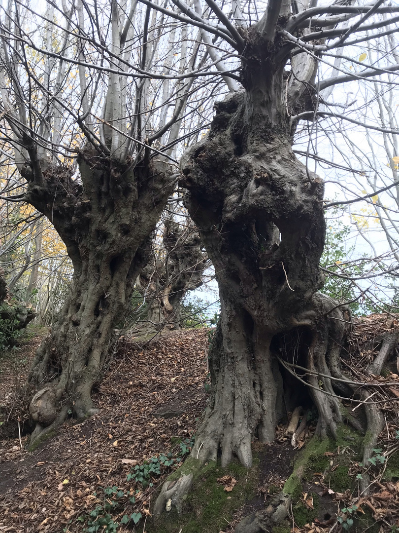 Hainbuchen am Alten Landgraben