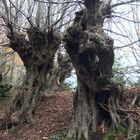 Hainbuchen am Alten Landgraben