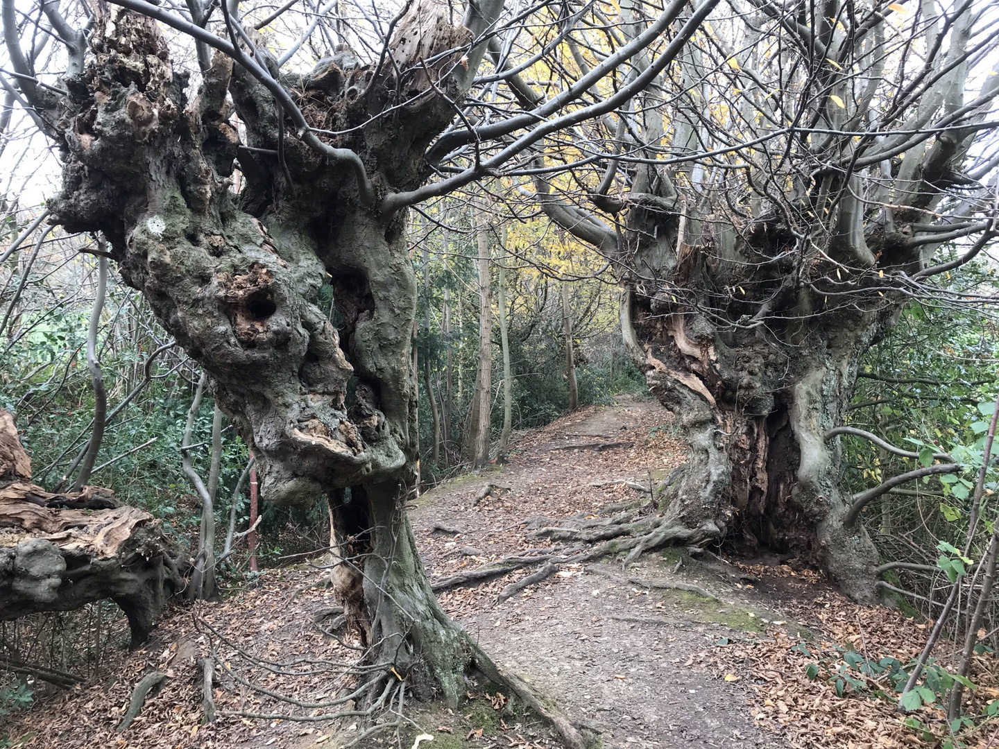 Hainbuchen am Alten Landgraben