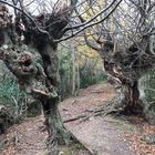 Hainbuchen am Alten Landgraben