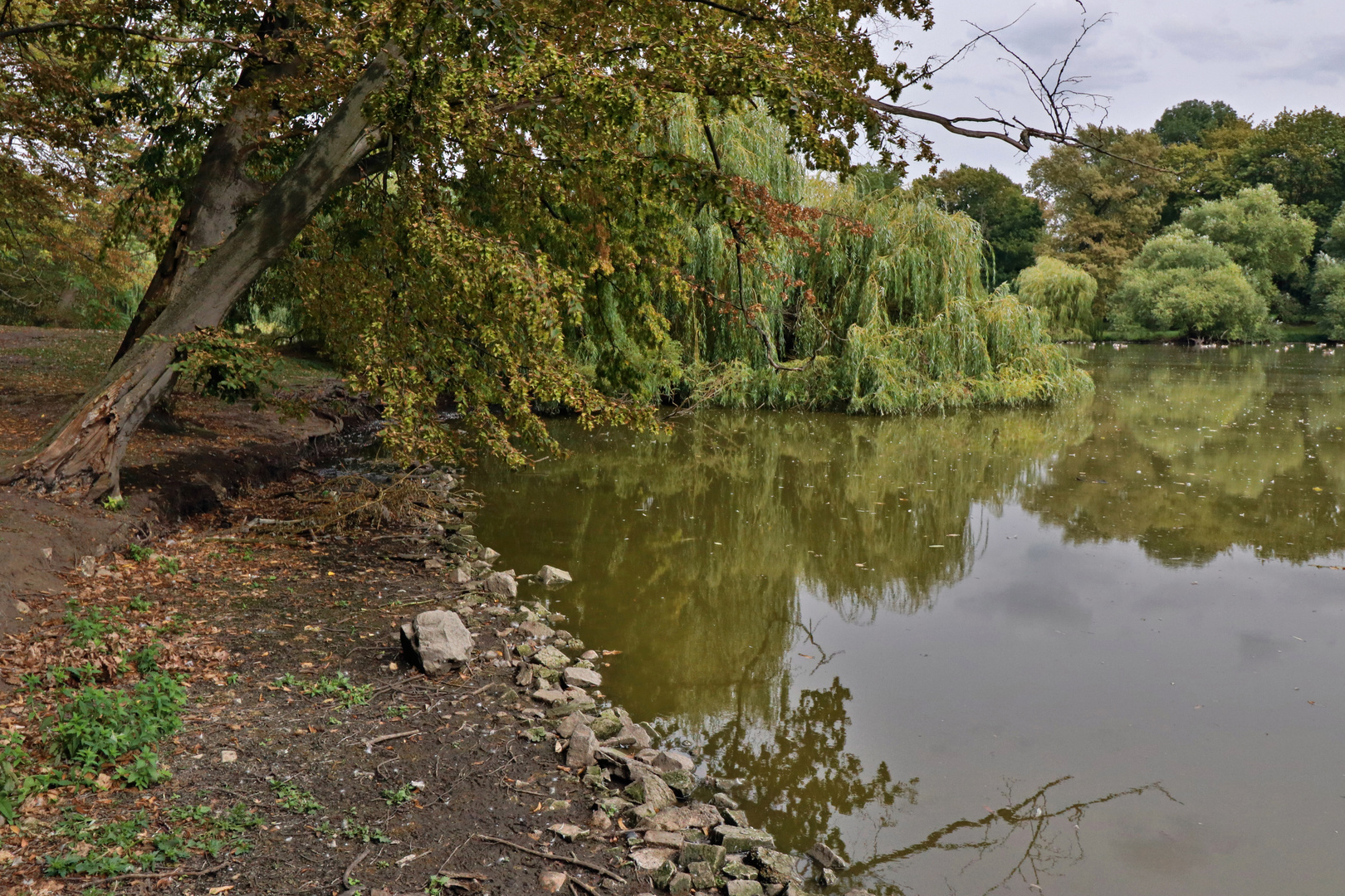 Hainbuchen am Teich