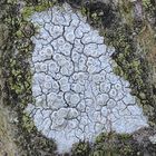 Hainbuchen-Kuchenflechte (Lecanora carpinea) - vergrößerter Bildausschnitt