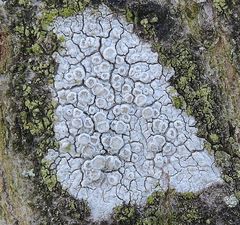 Hainbuchen-Kuchenflechte (Lecanora carpinea) - vergrößerter Bildausschnitt