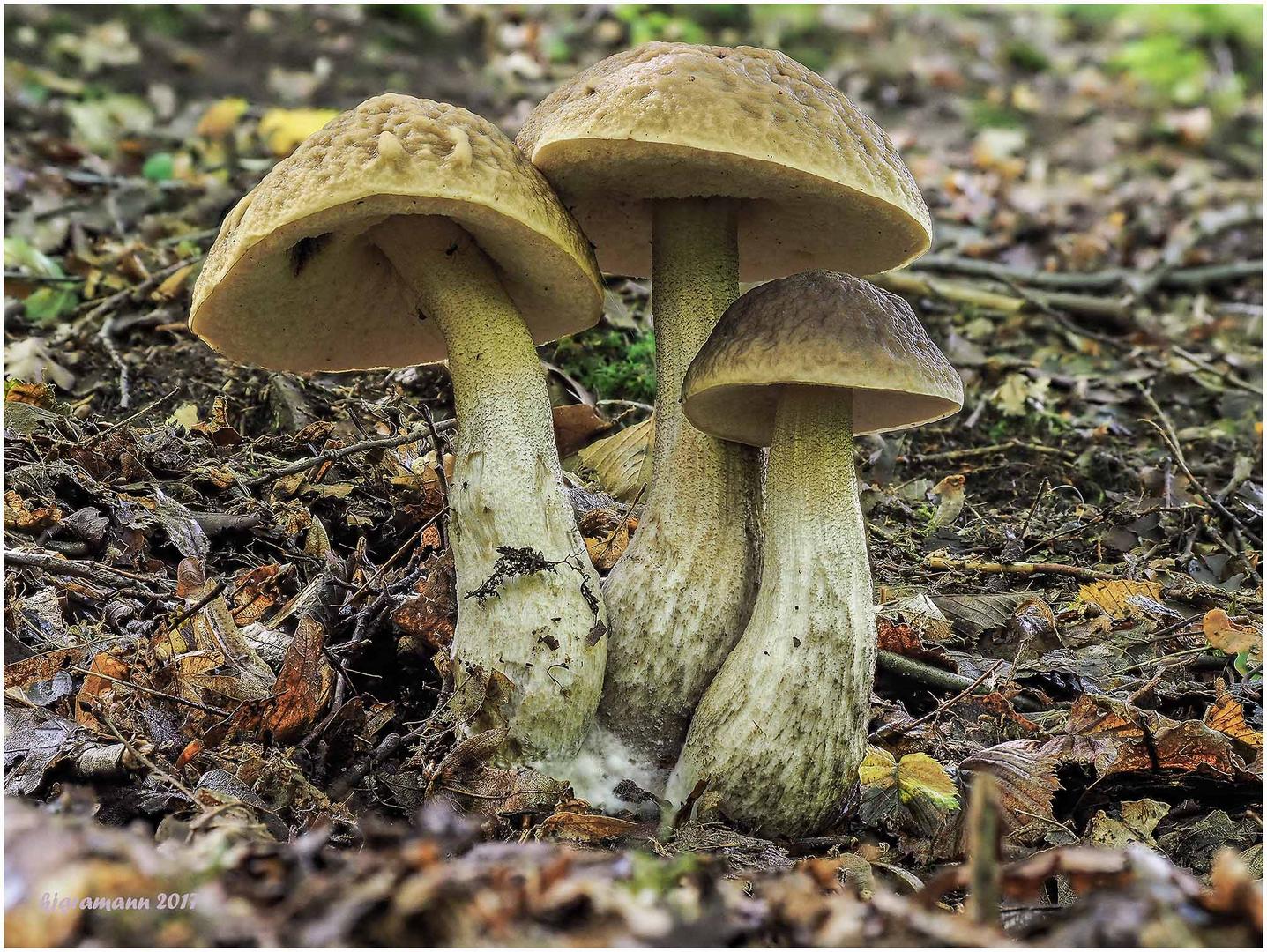 hainbuchen-raufuß (leccinellum carpini)....