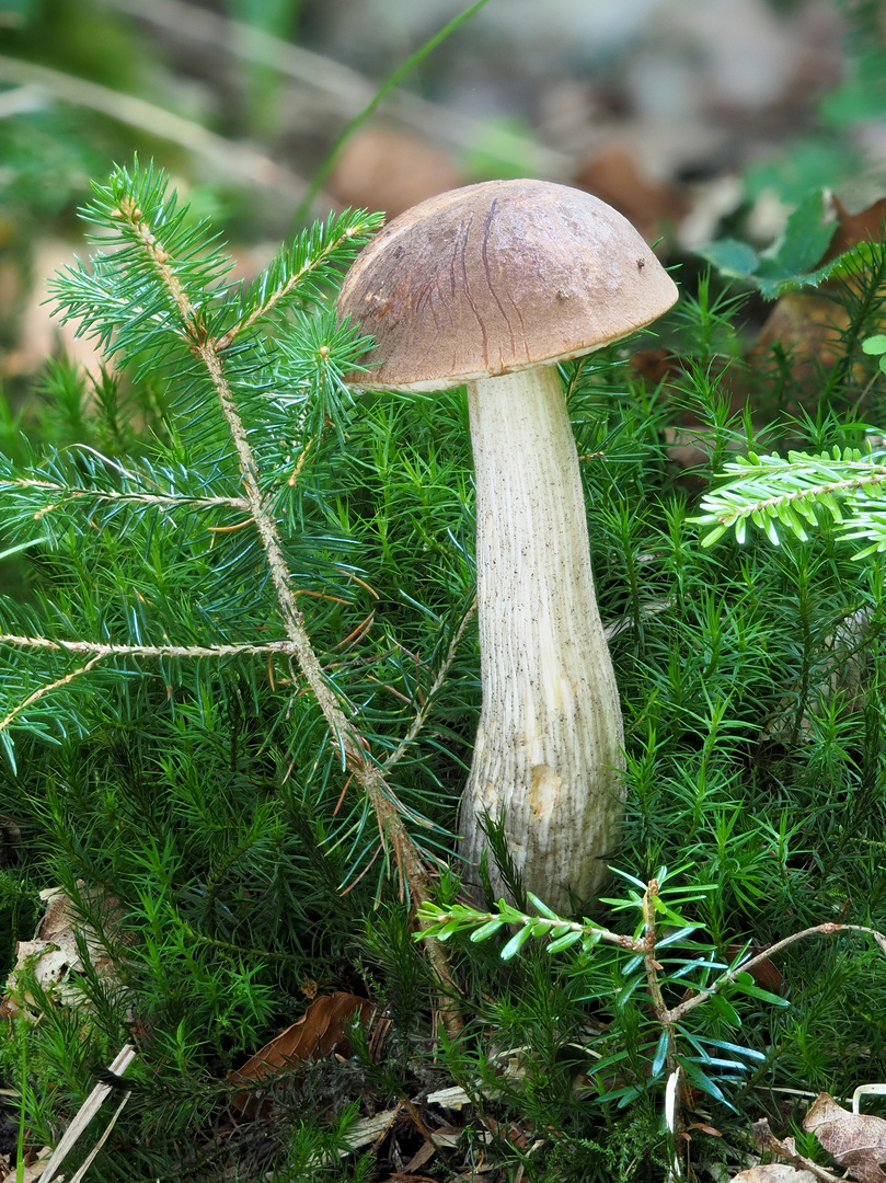 Hainbuchen-Raufuß, Leccinellum pseudoscabrum,