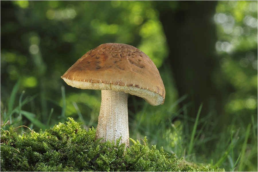 Hainbuchen-Röhrling (Leccinum pseudoscabrum)