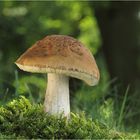 Hainbuchen-Röhrling (Leccinum pseudoscabrum)