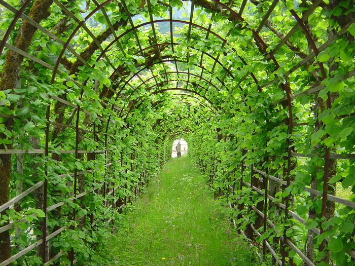 Hainbuchen Tunnel