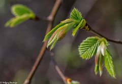 Hainbuchenblattknospe