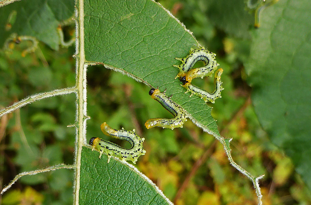 Hainbuchenblattwespen-Larven 